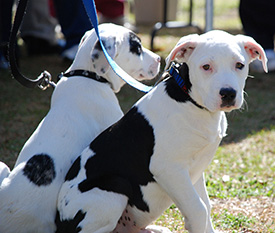 Two dogs on leashes being walked by a person
