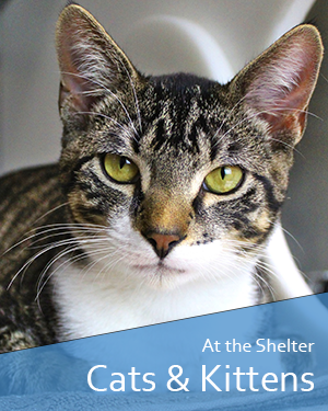 Stray Cats available for adoption
