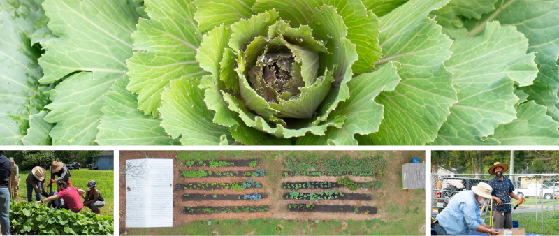 Community Gardening Image set