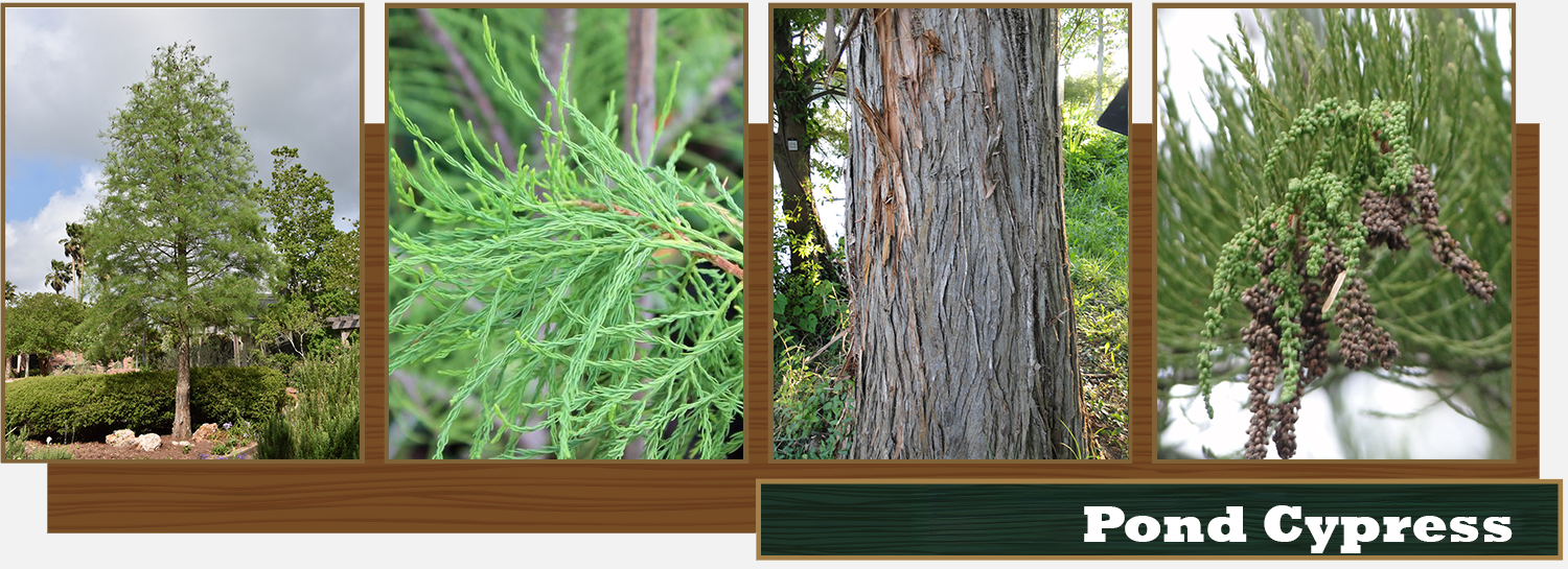 Pond Cypress